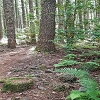 Plants: image 131 Of 208 Thumb